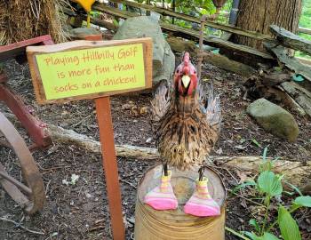 Chicken with socks on and a sign