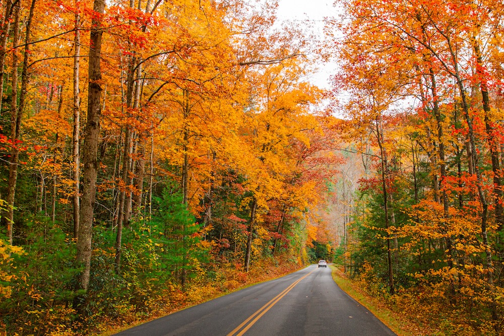 Trees in the Fall in the Smoky Mountains