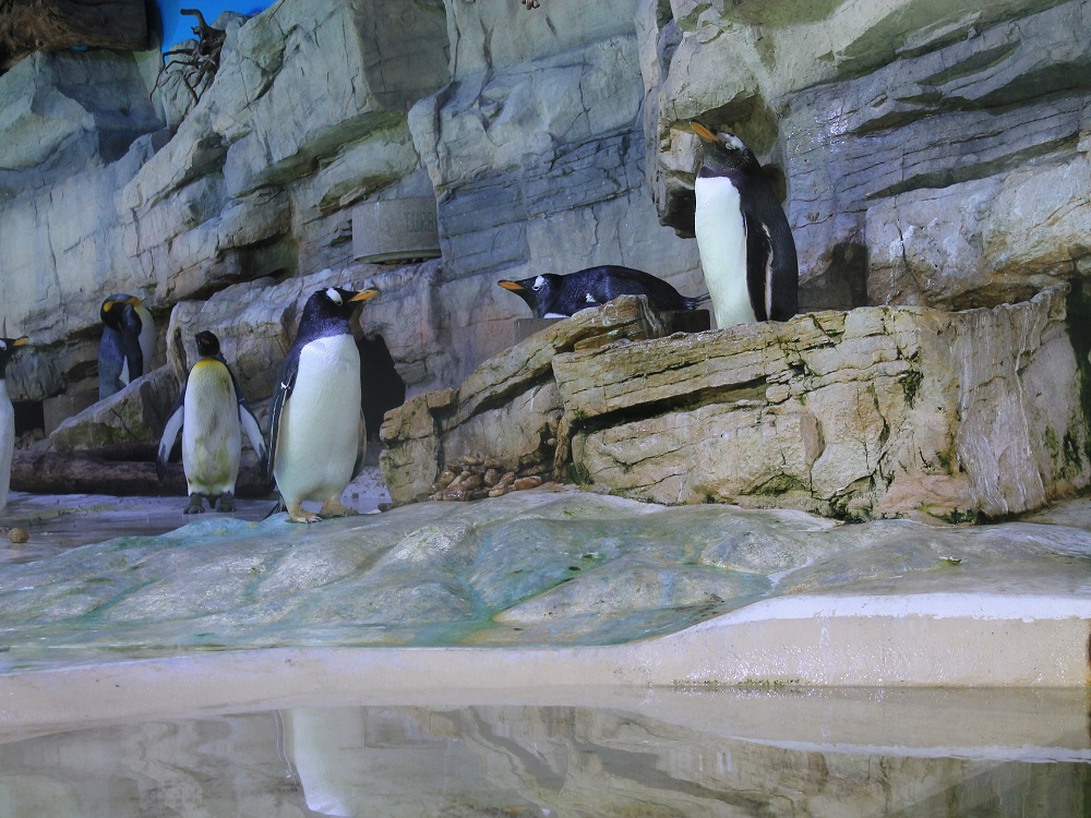 Penguins Penguins